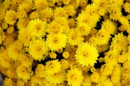 黄灿灿的菊花图片大全