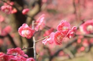 春天鲜艳的梅花图片