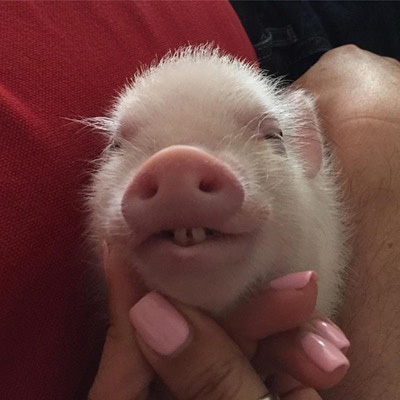 可爱小猪头像