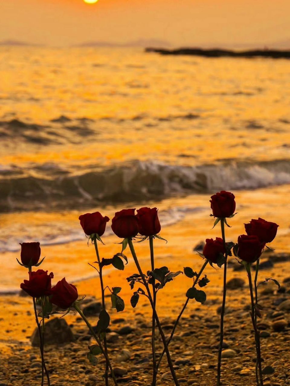 野玫瑰种在海里，温柔又绚烂