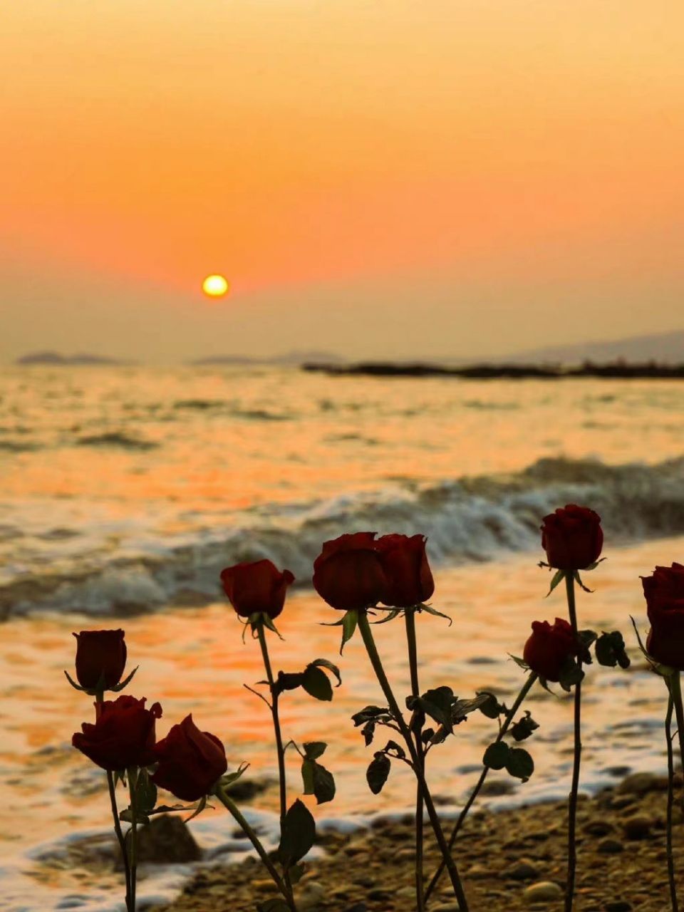 野玫瑰种在海里，温柔又绚烂
