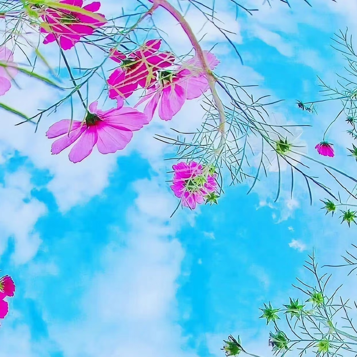 蓝天与花