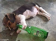 喝醉的小狗狗！！